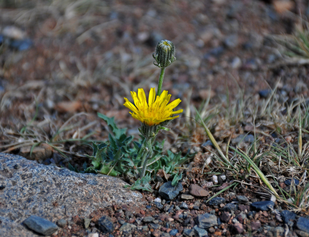 Изображение особи Crepis crocea.