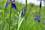 Iris sanguinea