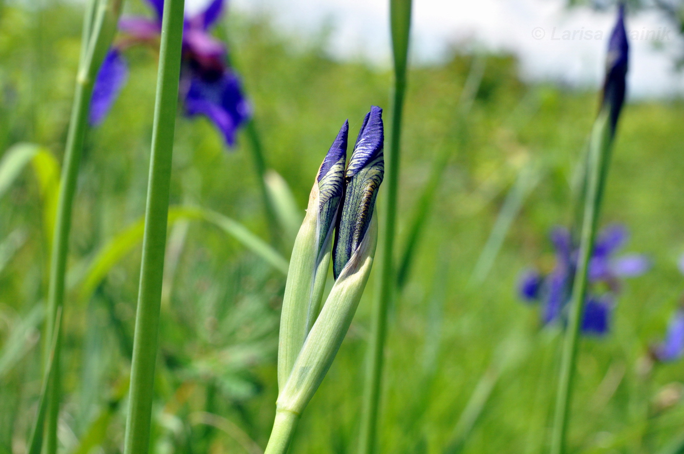 Изображение особи Iris sanguinea.