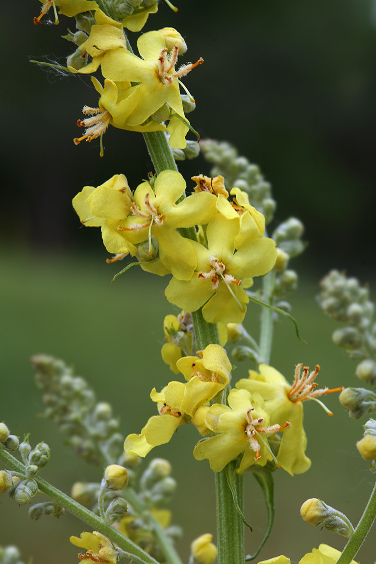 Изображение особи Verbascum lychnitis.