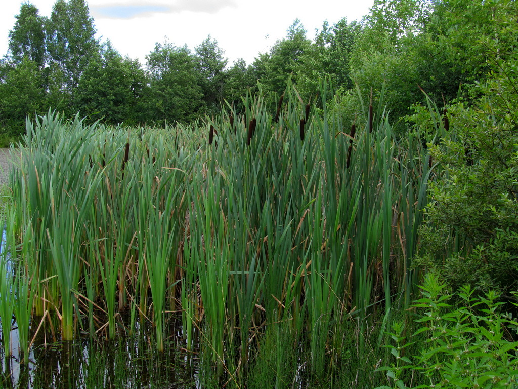 Image of Typha latifolia specimen.