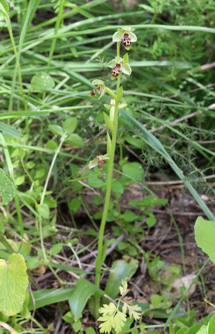 Изображение особи Ophrys umbilicata.