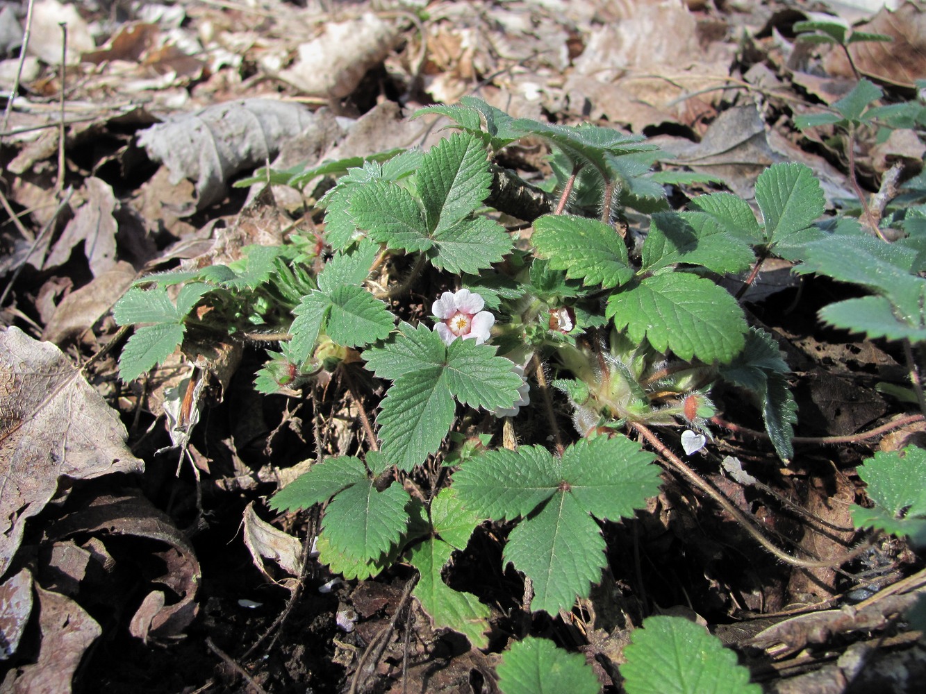 Image of Potentilla micrantha specimen.