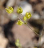Image of taxon representative. Author is Роланд Цандекидис