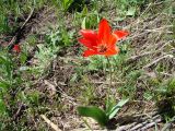 Tulipa zenaidae