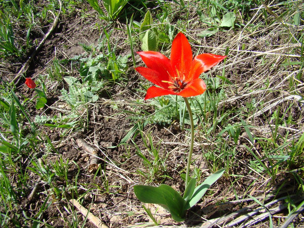 Изображение особи Tulipa zenaidae.