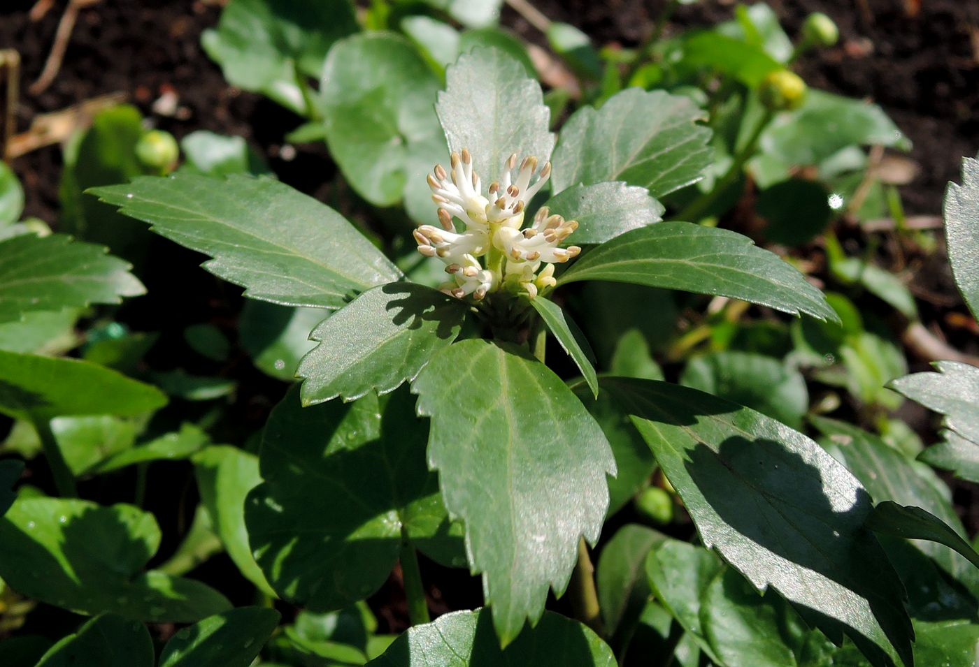 Изображение особи Pachysandra terminalis.