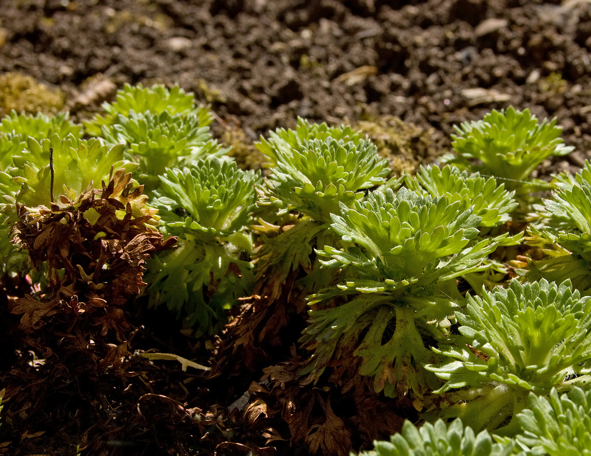 Изображение особи Saxifraga &times; arendsii.