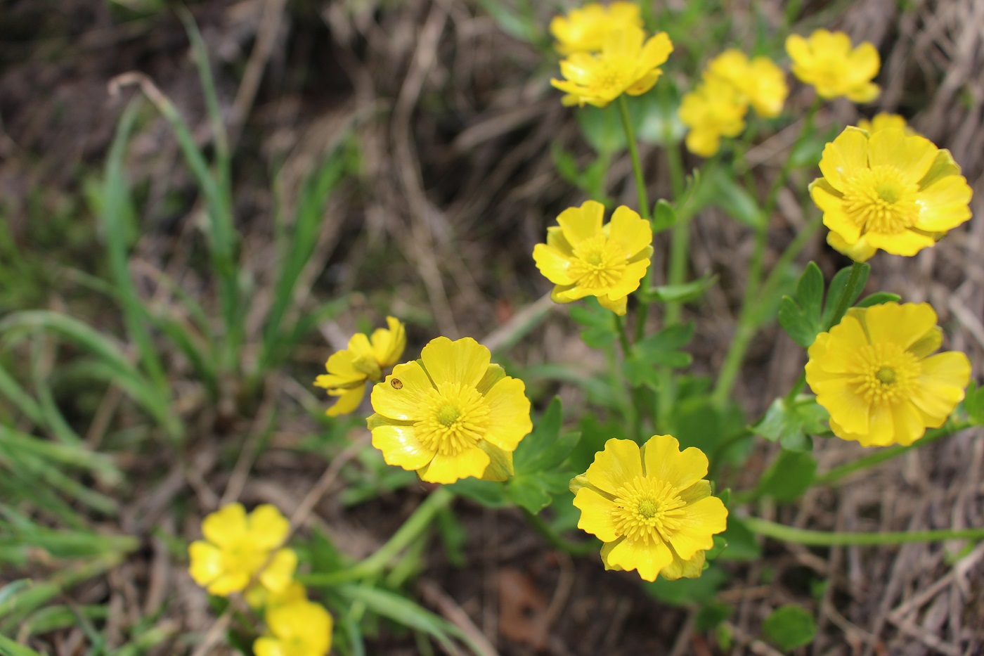 Изображение особи Ranunculus altaicus.