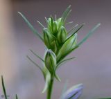 Delphinium hispanicum