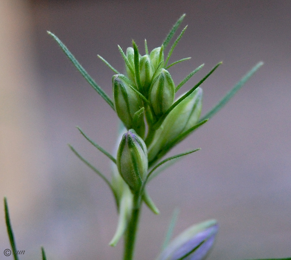 Изображение особи Delphinium hispanicum.