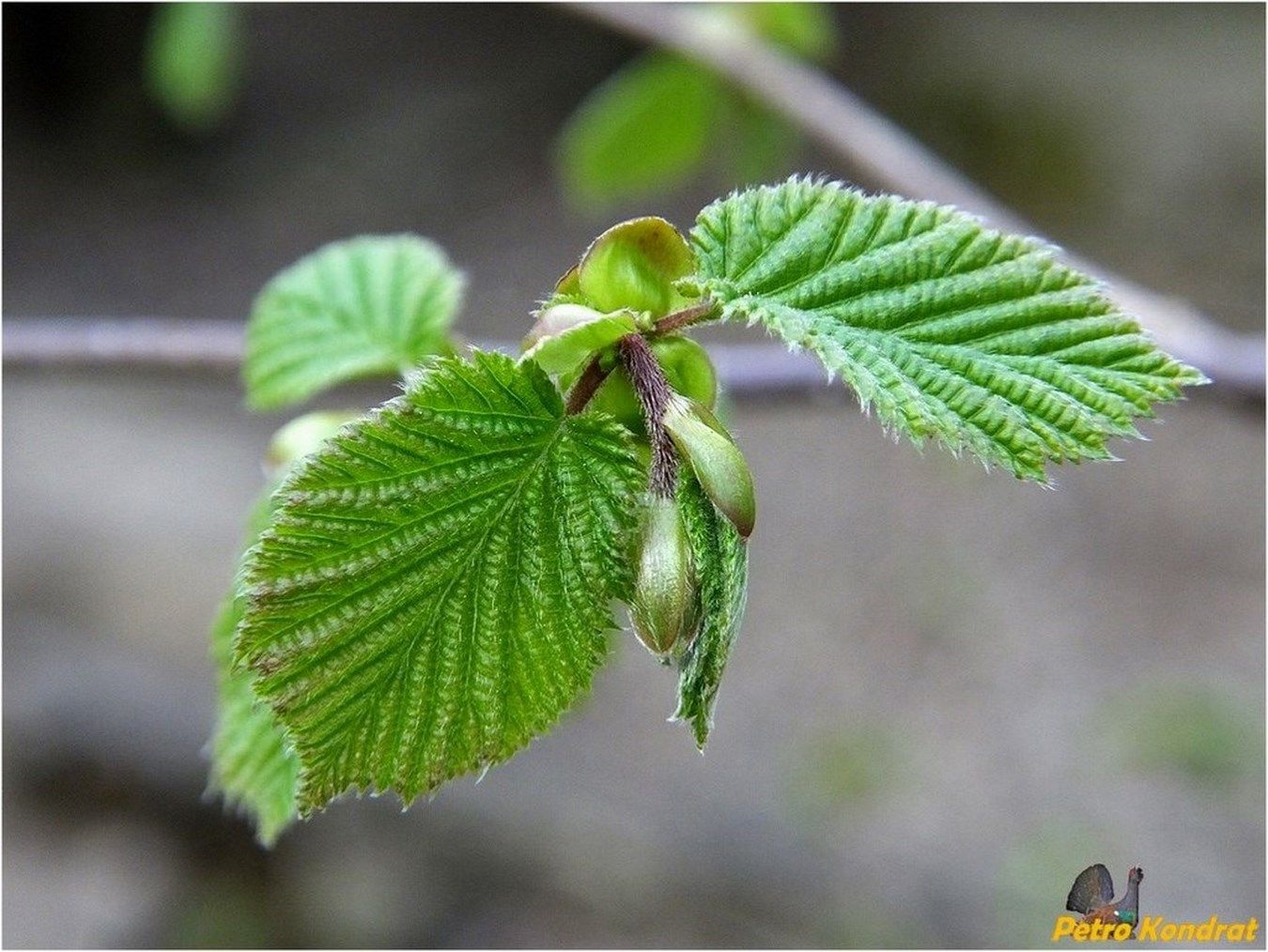 Image of Corylus avellana specimen.