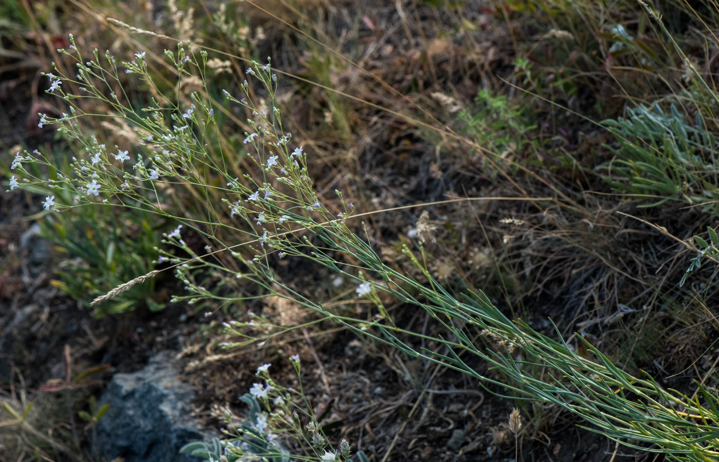 Image of Gypsophila patrinii specimen.