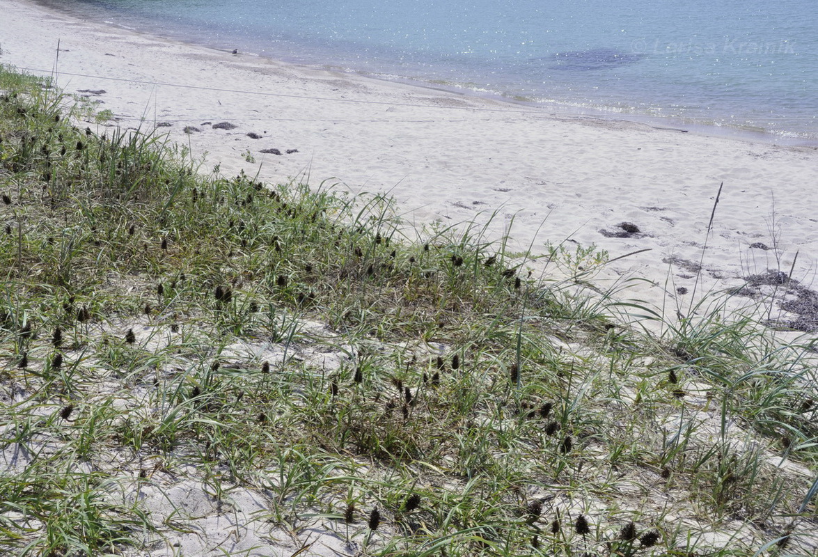 Image of Carex macrocephala specimen.