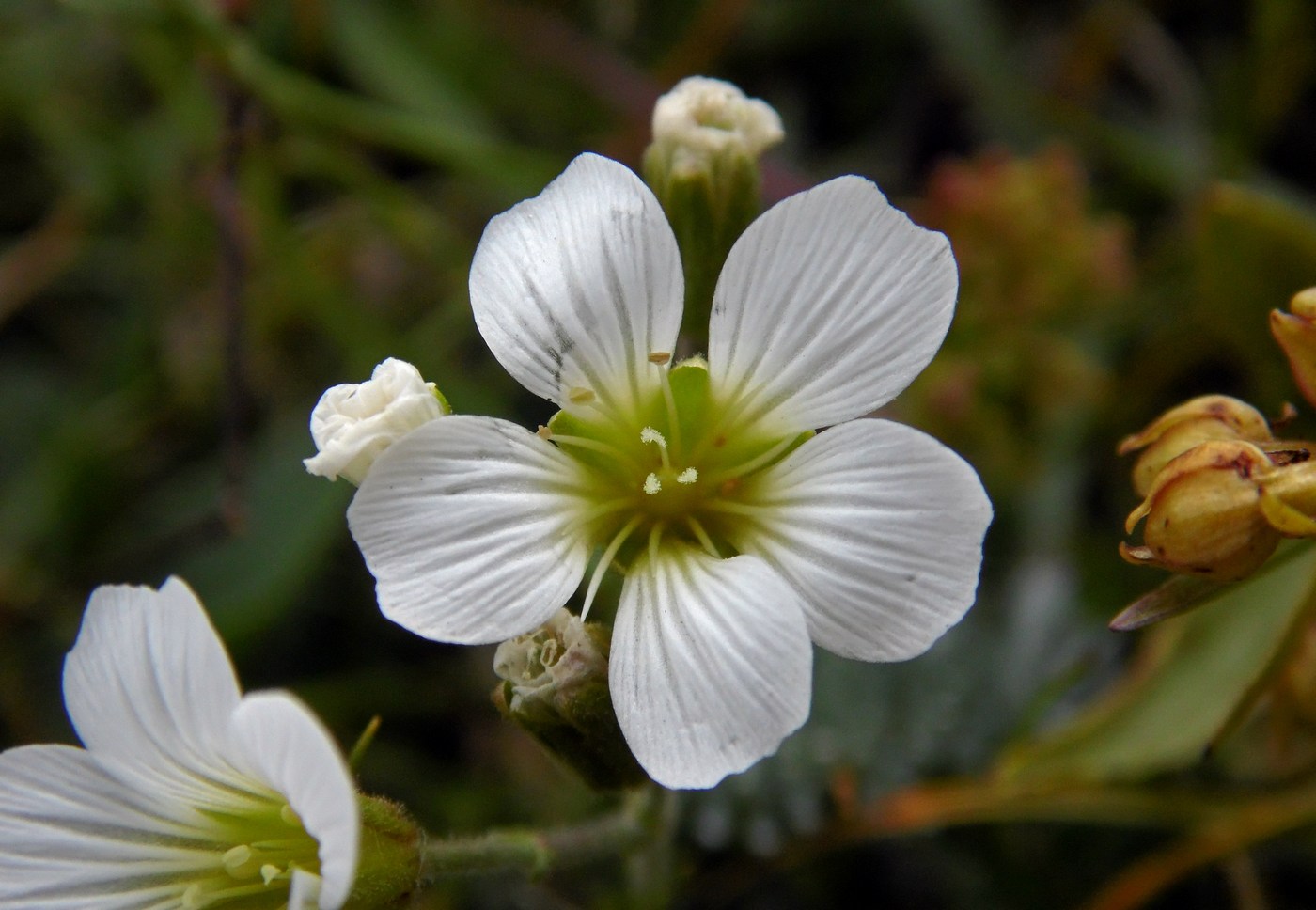 Image of Minuartia circassica specimen.