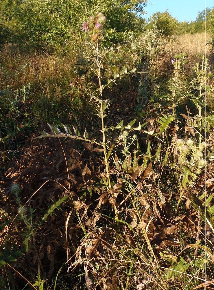 Изображение особи Cirsium laniflorum.