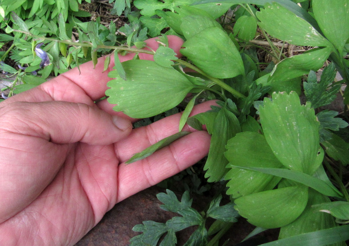 Изображение особи Corydalis lacrimuli-cuculi.