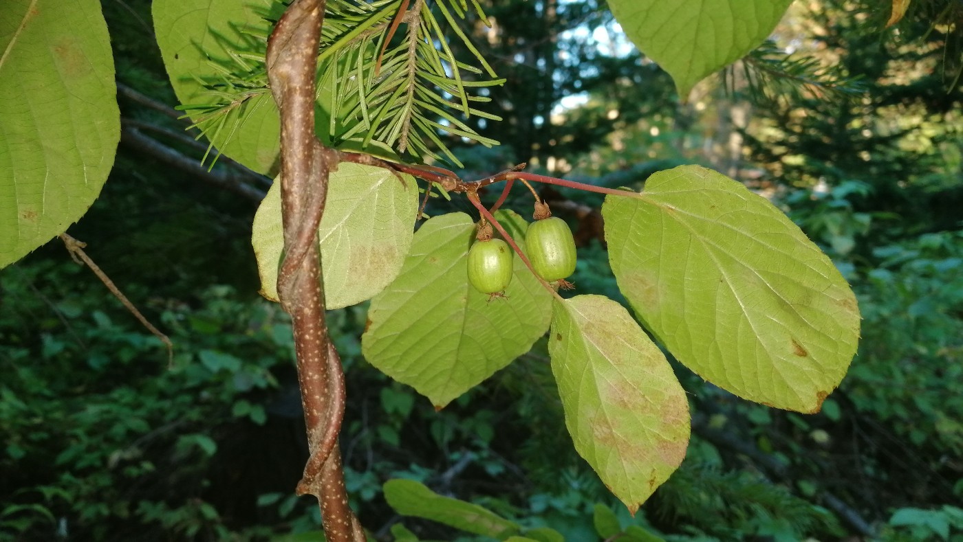 Image of Actinidia kolomikta specimen.