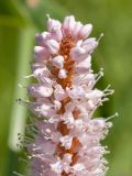 Bistorta officinalis. Верхушка соцветия с бутонами и распустившимися цветками. Ленинградская обл., Волосовский р-н, сыроватый злаково-разнотравно-осоковый суходольный луг. 14.07.2018.