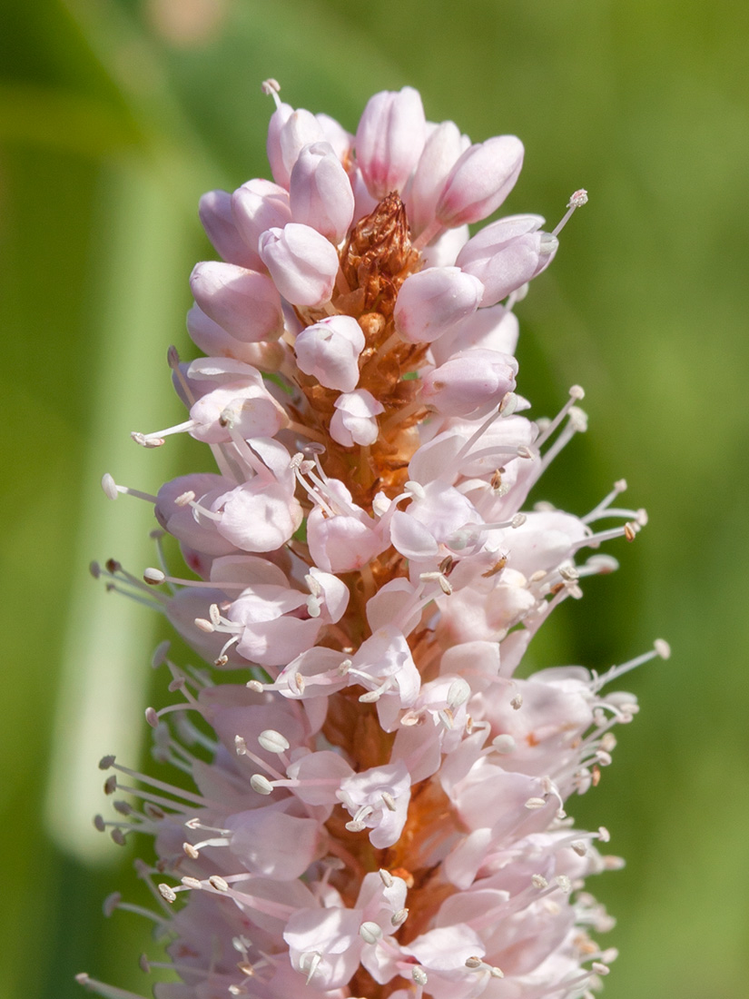 Изображение особи Bistorta officinalis.