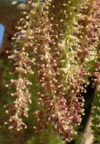 Morus alba