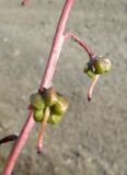 Pyrola incarnata. Часть стебля с плодами. Чукотка, Билибинский р-н, г. Билибино, берег р. Б. Кепервеем. 13.08.2018.
