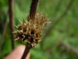 Betonica officinalis