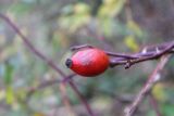 Rosa canina. Верхушка побега с плодом. Московская обл., окр. г. Дмитрова, берег канала им. Москвы. 28 октября 2018 г.