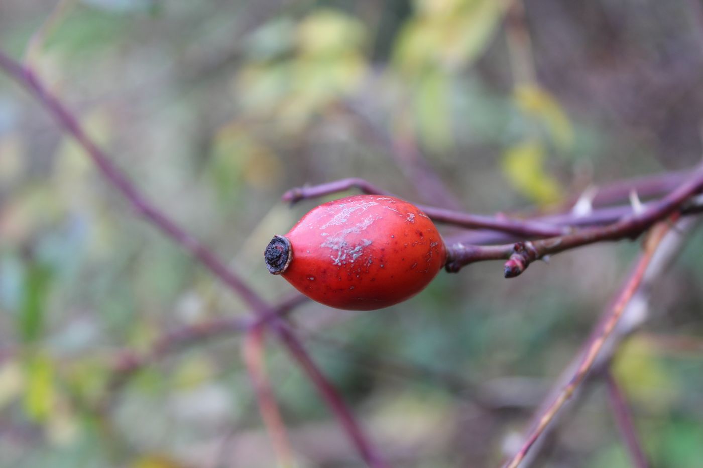 Image of Rosa canina specimen.