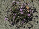 Gypsophila sambukii. Цветущее растение. Якутия, Оймяконский р-н, горная система Черского, хр. Улахан-Чистай, высокогорный массив Буордах, верховья р. Джапкапчан, песчано-щебнистая коса. 23.07.2012.