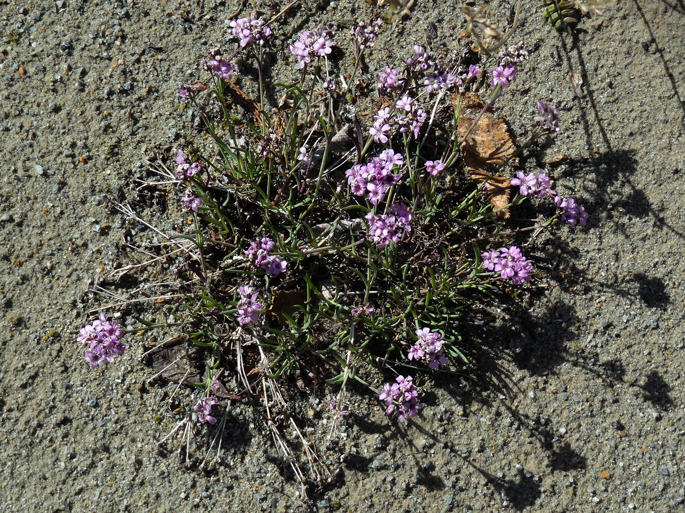 Изображение особи Gypsophila sambukii.