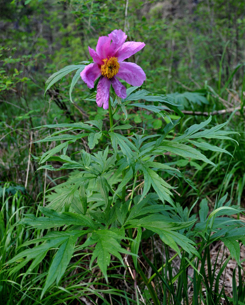 Изображение особи Paeonia anomala.