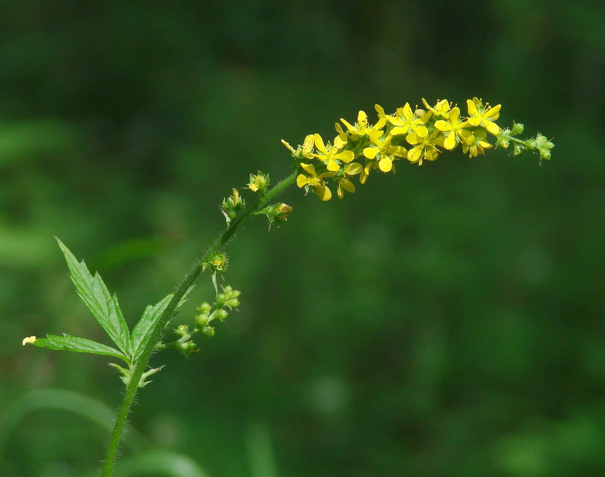 Изображение особи Agrimonia pilosa.