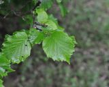 genus Corylus. Листья. Грузия, Боржоми-Харагаульский национальный парк, дно долины руч. Квабисхеви, ≈ 1150 м н.у.м. 26.05.2018.