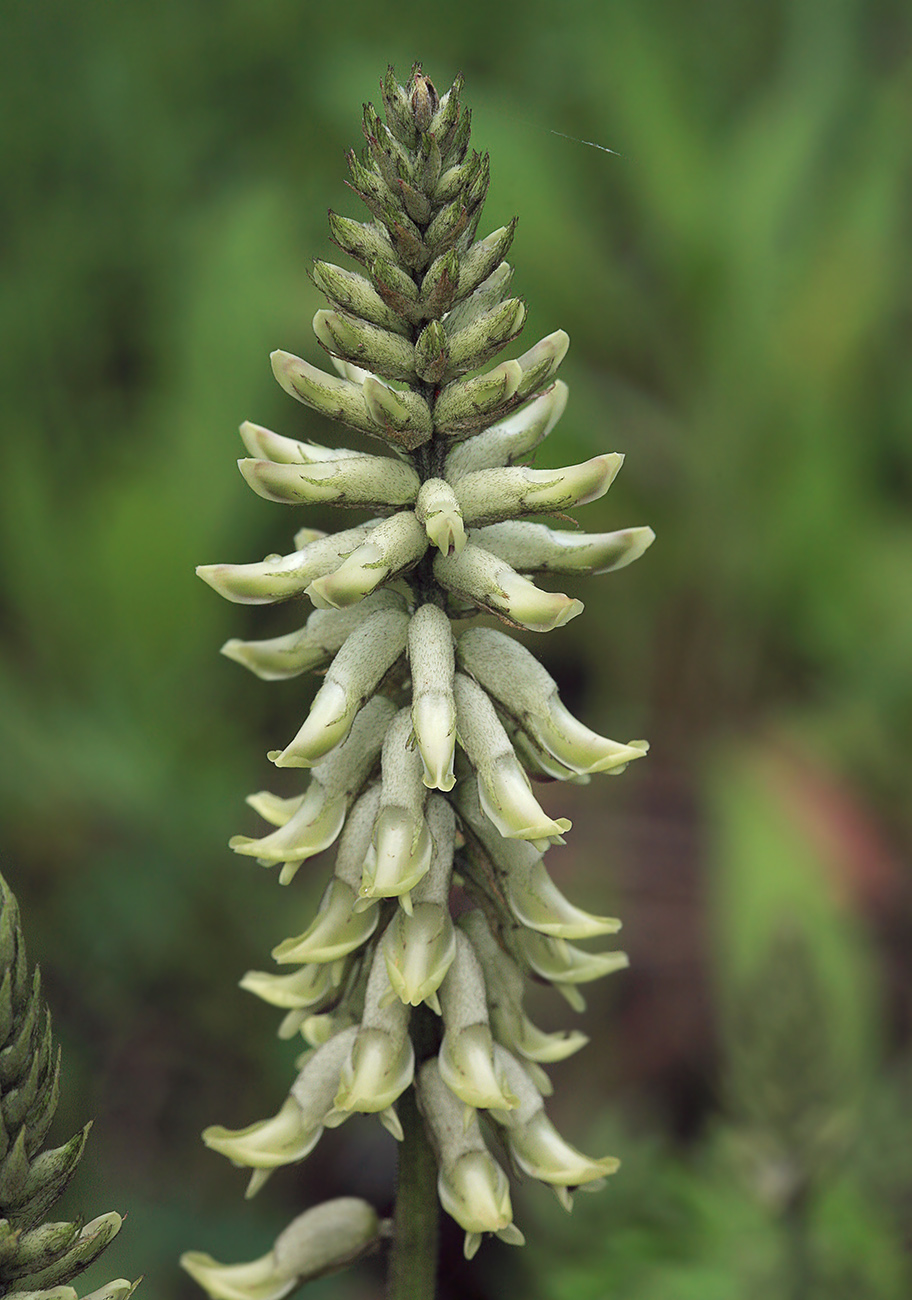 Image of Astragalus uliginosus specimen.