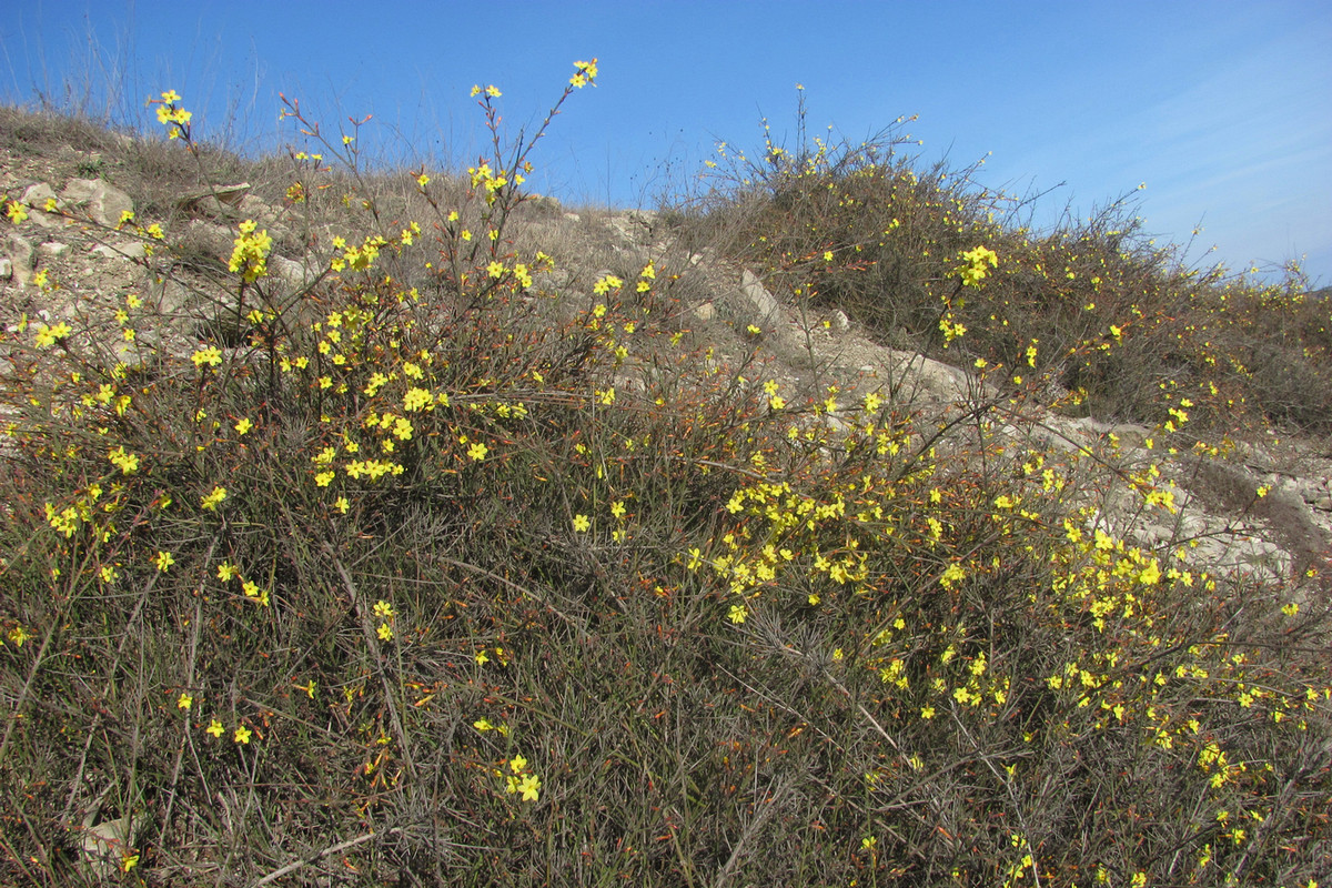 Image of Jasminum nudiflorum specimen.