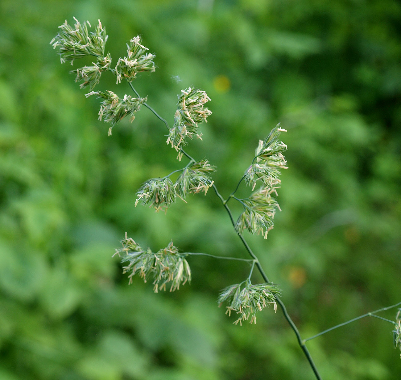 Изображение особи Dactylis glomerata.