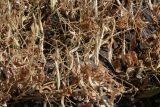 Phaseolus vulgaris. Сухие побеги с созревшими плодами. Казахстан, Восточно-Казахстанская обл., Уланский р-н, с. Украинка, дачный участок. 10.09.2010.