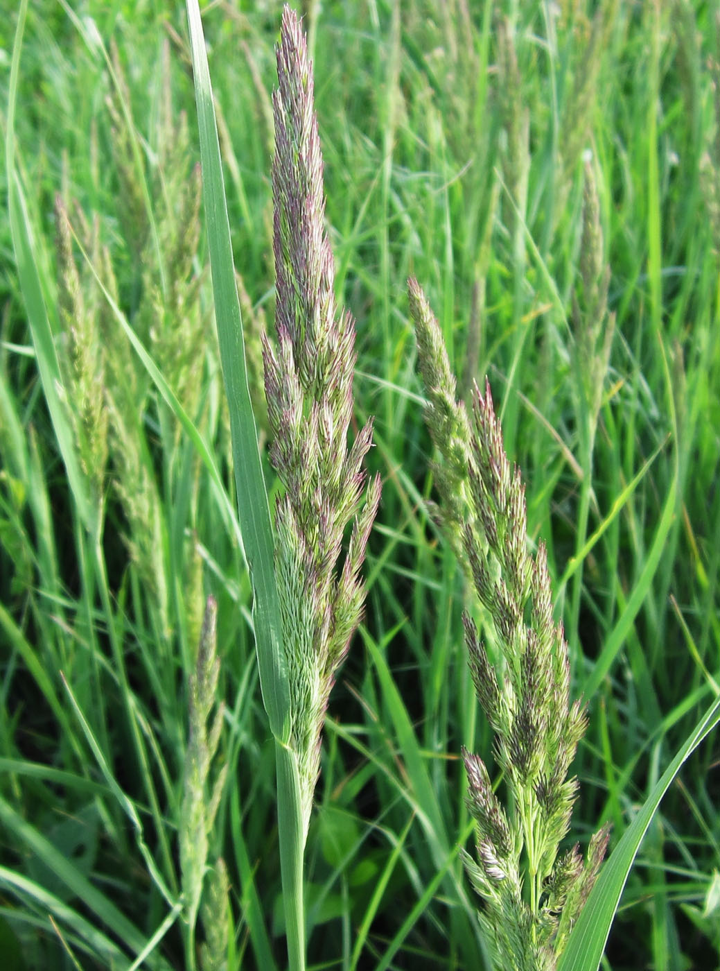 Image of Calamagrostis epigeios specimen.