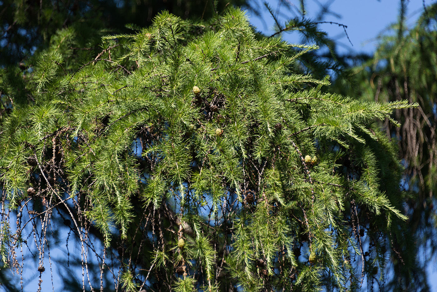 Изображение особи Larix gmelinii.