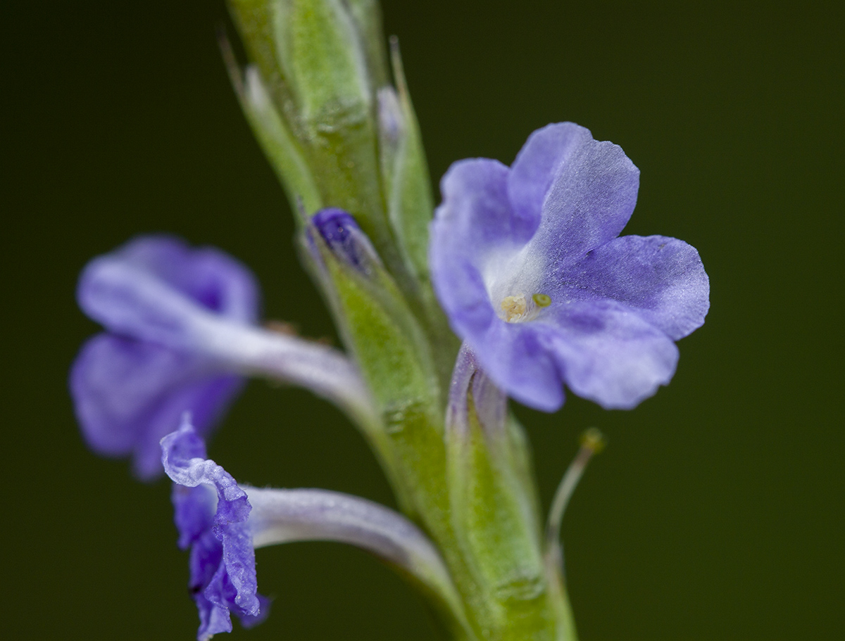 Изображение особи Stachytarpheta jamaicensis.