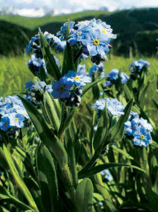 Изображение особи род Myosotis.