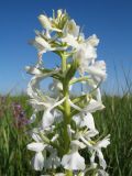 Anacamptis laxiflora ssp. dielsiana