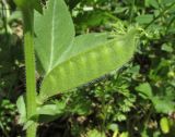 Vicia narbonensis. Плод. Краснодарский край, м/о г. Новороссийск, окр. хут. Камчатка, опушка дубового леса. 10 мая 2019 г.