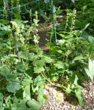 Tellima grandiflora