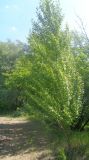 Populus × sibirica. Молодое деревце (корневой отпрыск). Тверская обл., г. Тверь, Заволжский р-н, окр. Вагоностроительного завода, обочина. 09.06.2019.