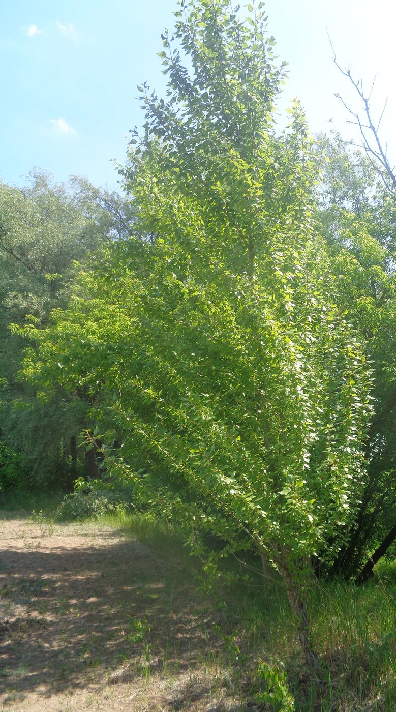 Image of Populus &times; sibirica specimen.