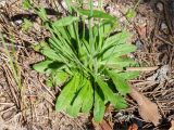 Arabidopsis thaliana