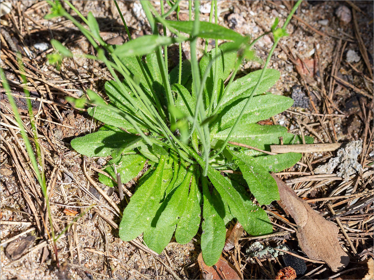 Изображение особи Arabidopsis thaliana.