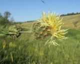 Centaurea rigidifolia